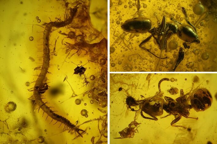 Fossil Ants (Formicidae) and a Centipede (Geophilidae) in Baltic Amber #166214